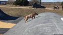 Chien d'obstacle