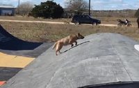Chien d'obstacle