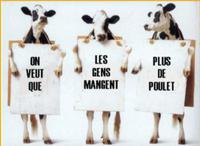 Vache manifestation