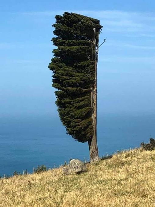 ...pas assez pour le plier, mais suffisant pour déporter les branches d'un seul côté.