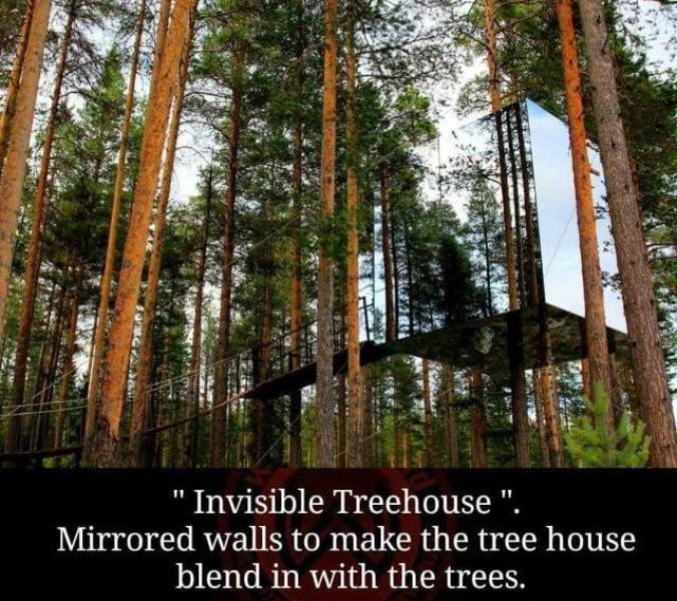 Une maison dans les arbres construite en miroir.
