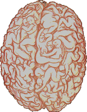 Le cerveau d'un homme.