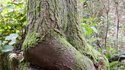 L'arbre qui attend
