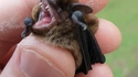 Un amuse-gueule ?