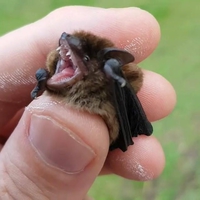 Un amuse-gueule ?