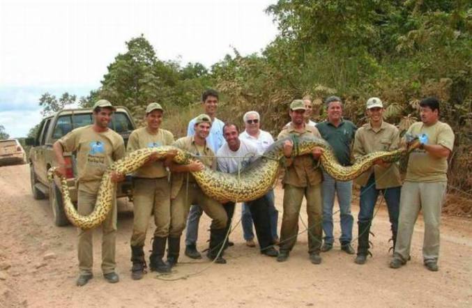 Un anaconda capturé par des hommes.