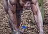 Chimpanzee à poil