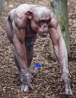 Chimpanzee à poil
