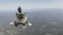 Lancer de chat
