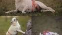 Sexy dog