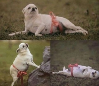 Sexy dog