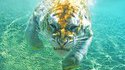 L'attaque sous-marine du tigre