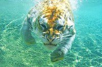 L'attaque sous-marine du tigre
