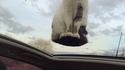 Chat sur toit en plexiglas