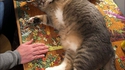 Un chat, un puzzle