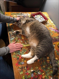 Un chat, un puzzle