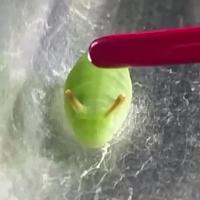 Curetis acuta