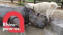 Amitié entre un rhinocéros et un chien