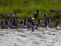 Jour 34 : toujours aucune réaction de rejet