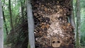 Sanglier silencieux dans la forêt