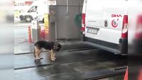 Un chien au bout du rouleau