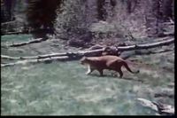 Grizzli vs Puma