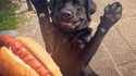 Un chien chaud pour un hot-dog