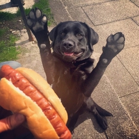 Un chien chaud pour un hot-dog