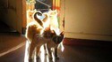Chats d'amour
