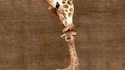Girafe et girafon