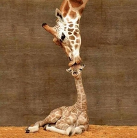 Girafe et girafon