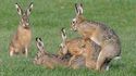 Triolisme lagomorphe