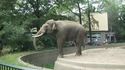 Un éléphant lance son caca