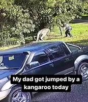 Sortir le chien en Australie 