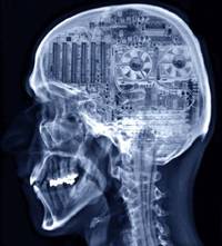 cerveau