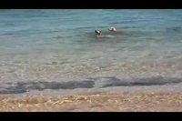 Chiens contre des requins