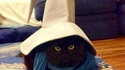 Bibi le chat