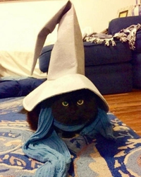 Bibi le chat