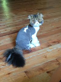 Un chat... différent ?