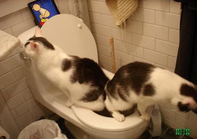 Non pas 1 mais 2 chats propres en même temps.