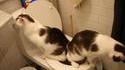 Chats propres