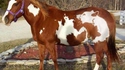 Un animal dans l'animal