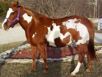 Un animal dans l'animal