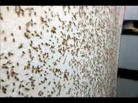 Le mur des cigales
