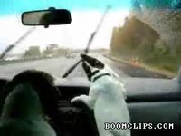Chien Vs. balais d'essuie-glace