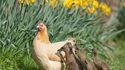 Une poule