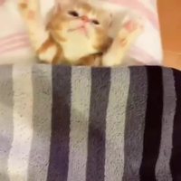 Un petit chaton tout mignon