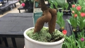 Plante aguicheuse