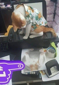 Un chat, un scanner...