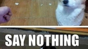 Quand le chien se fait engueuler